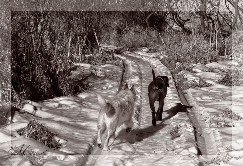 Dogs on Trail