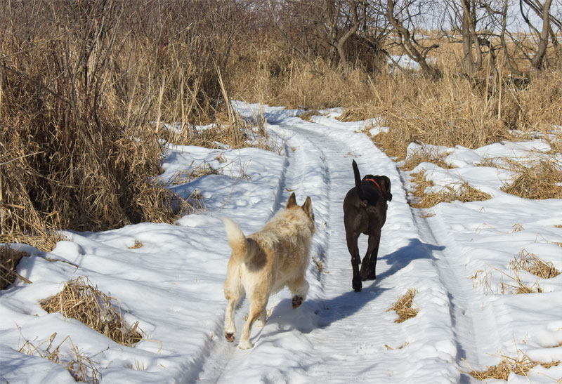 Dogs on Trail