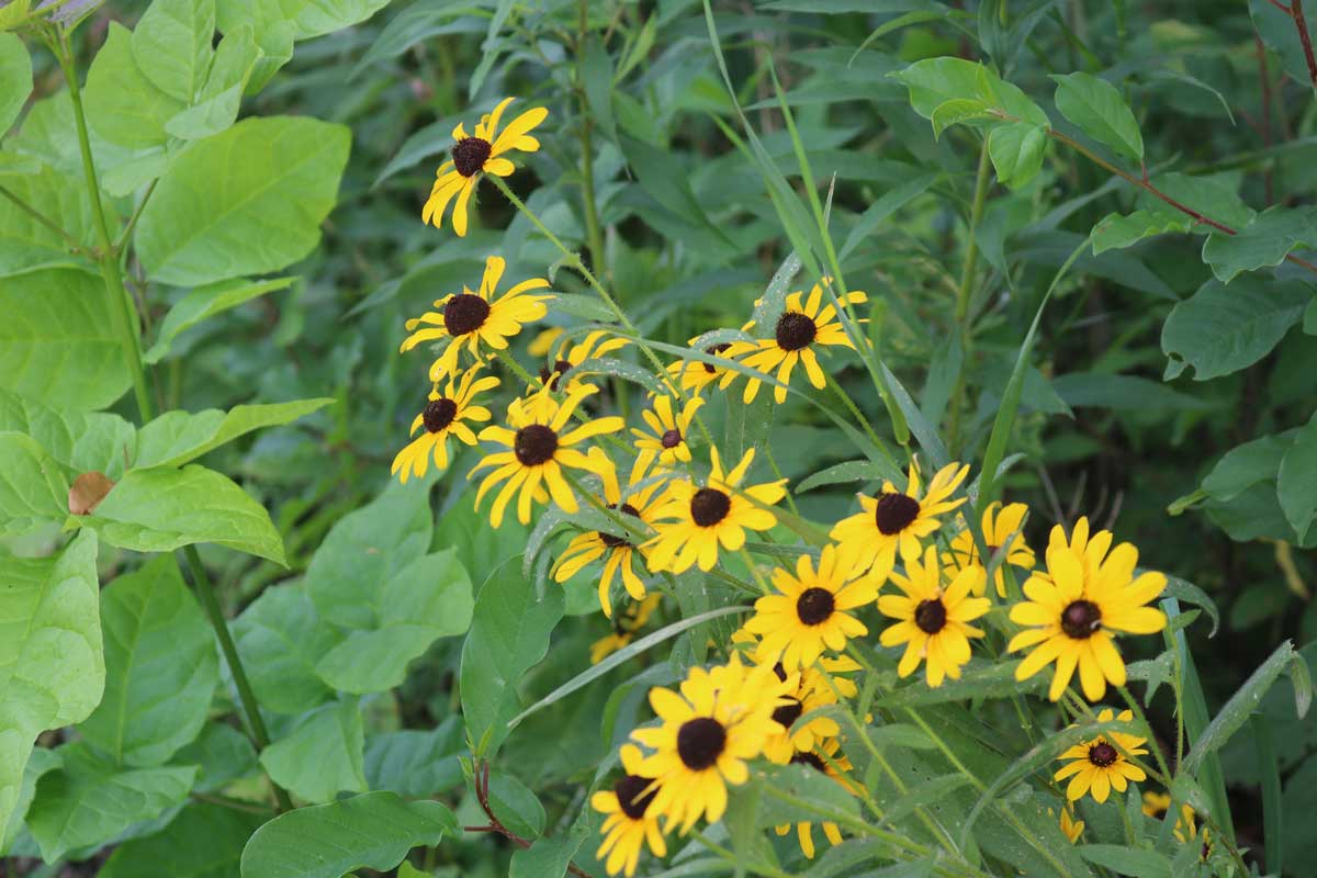 barn black and white