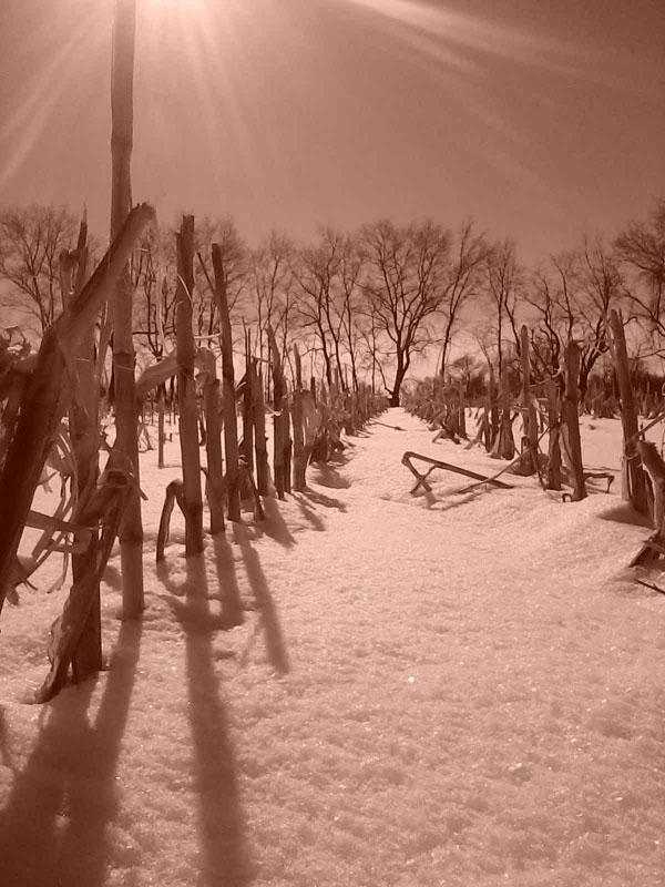 winter-cornfield